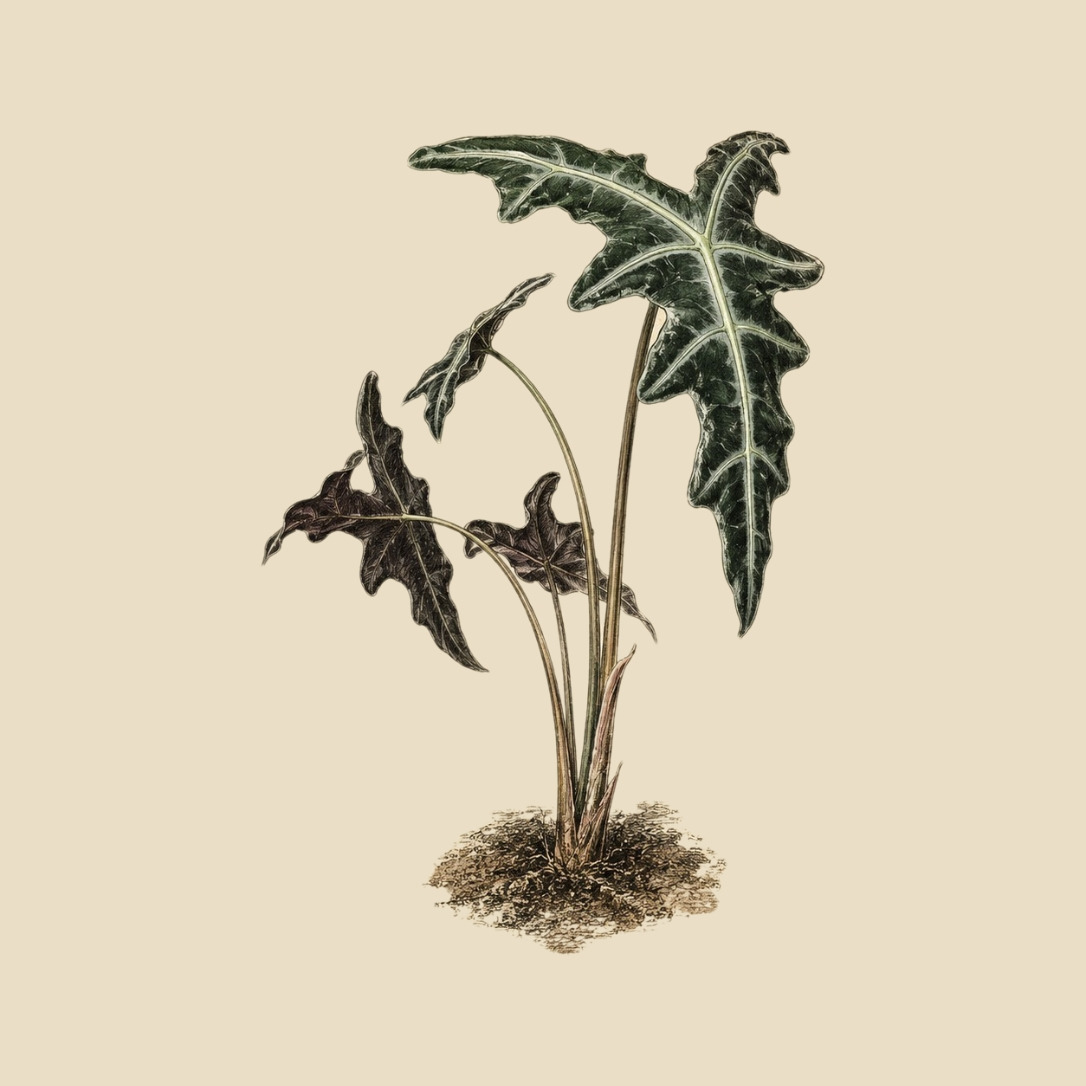 Alocasia sanderiana 'Nobilis'
