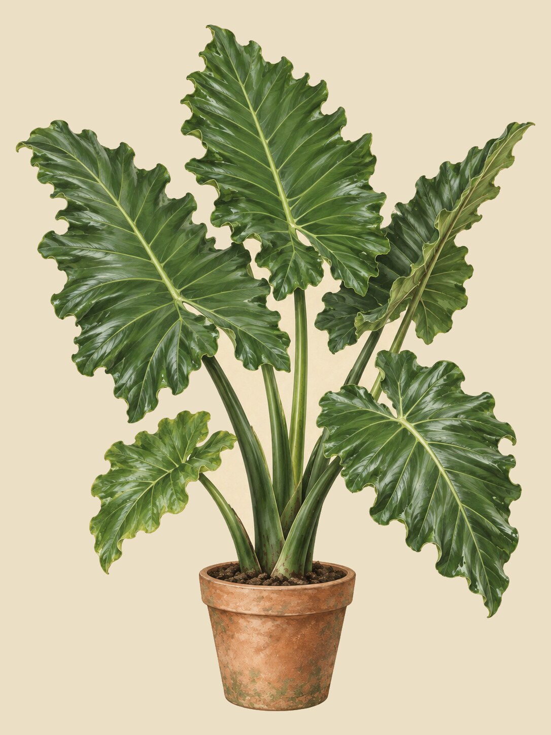 Alocasia 'Portora'