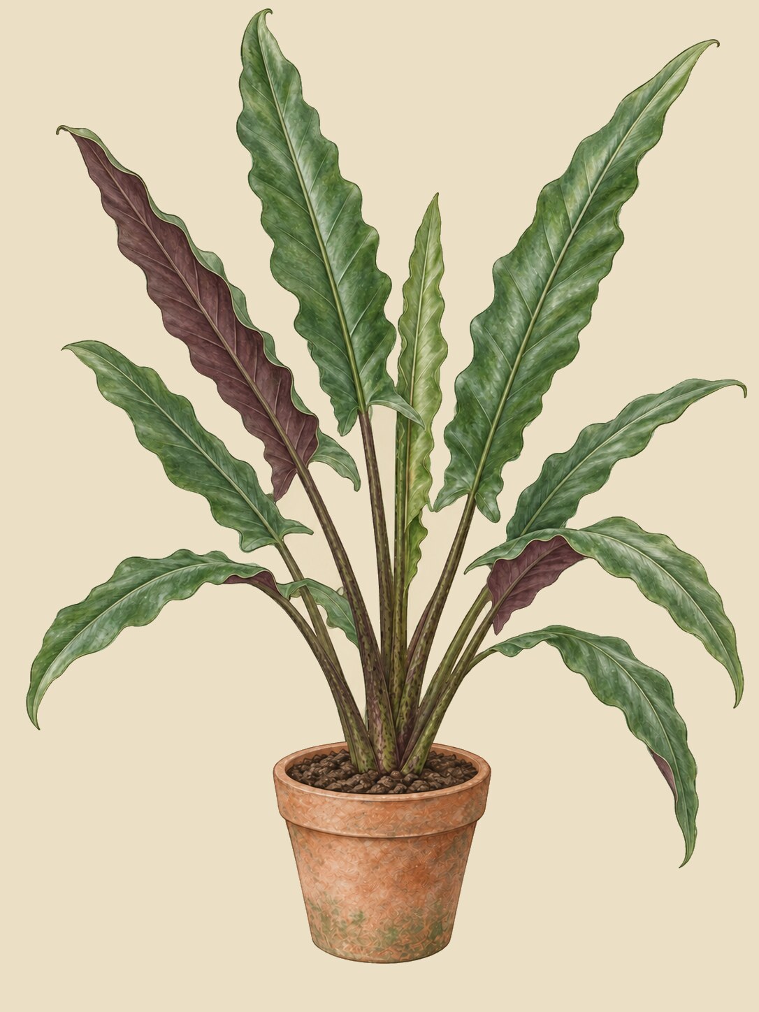 Alocasia lauterbachiana