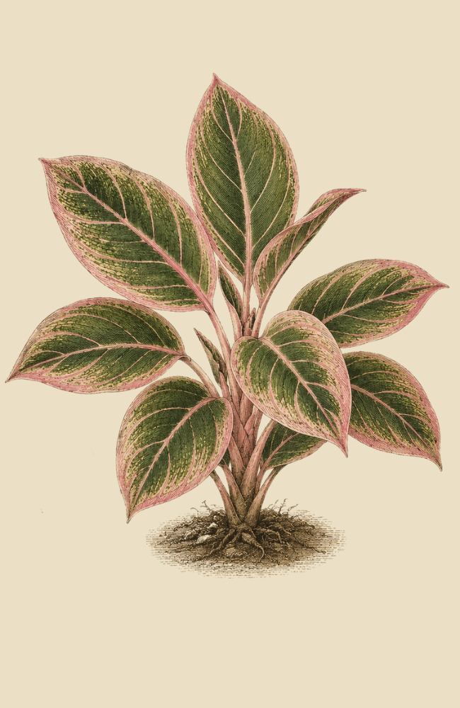 Aglaonema 'Lotus Delight'